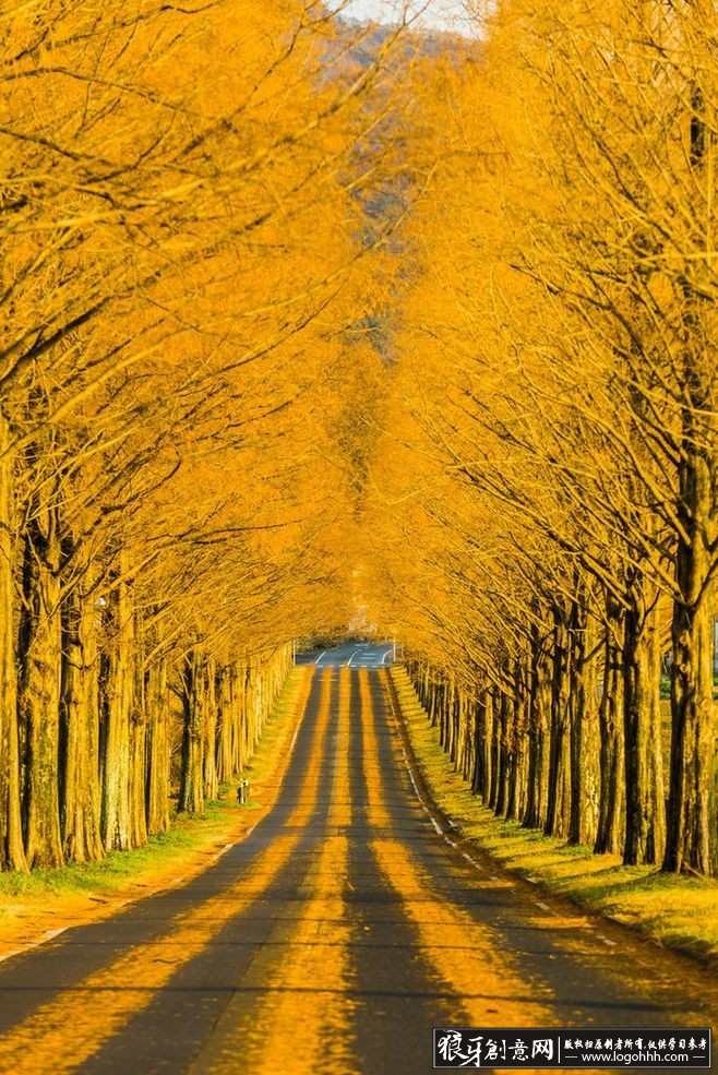 金色的希望 希望的道路摄影 金色的树林摄影 金色的落叶创意摄影作品